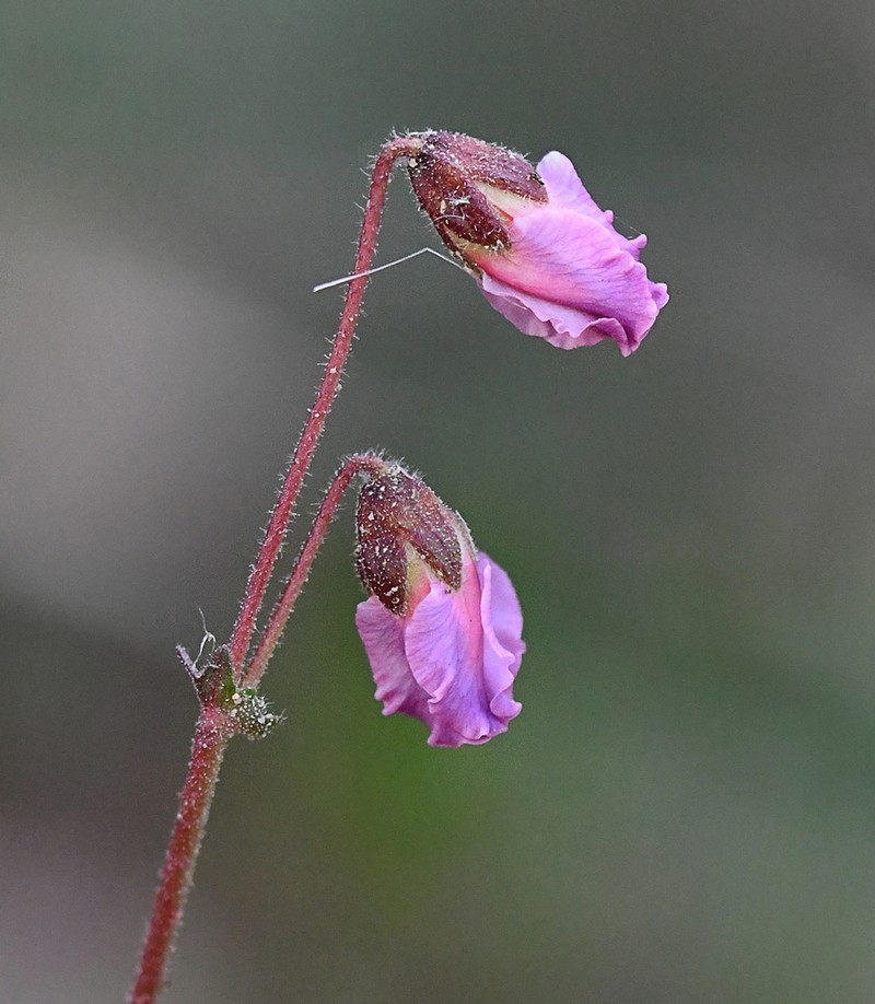 Hermannia lacera