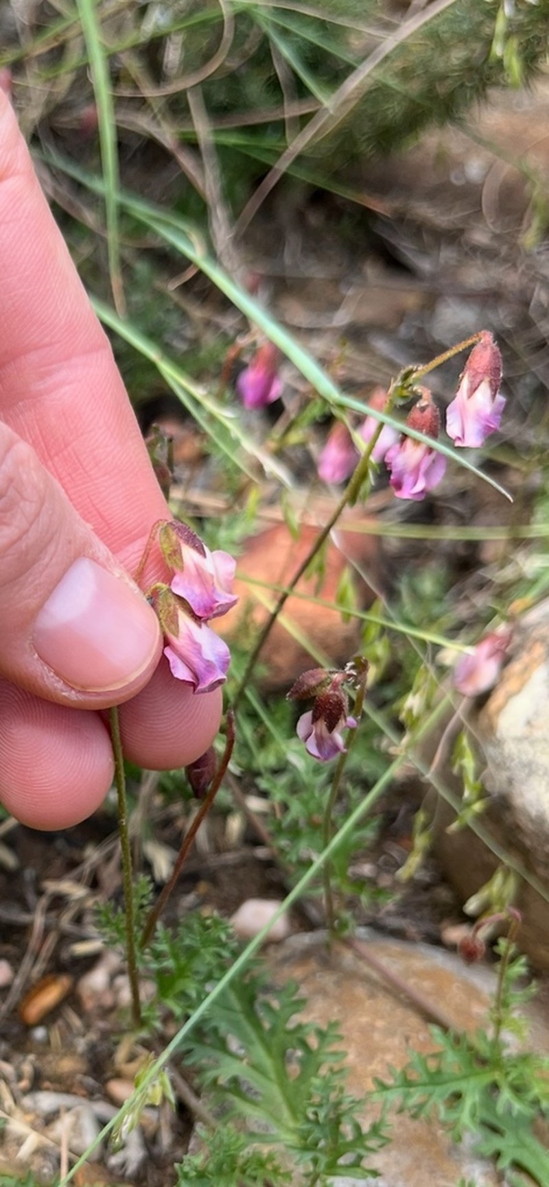 Hermannia lacera photo 2