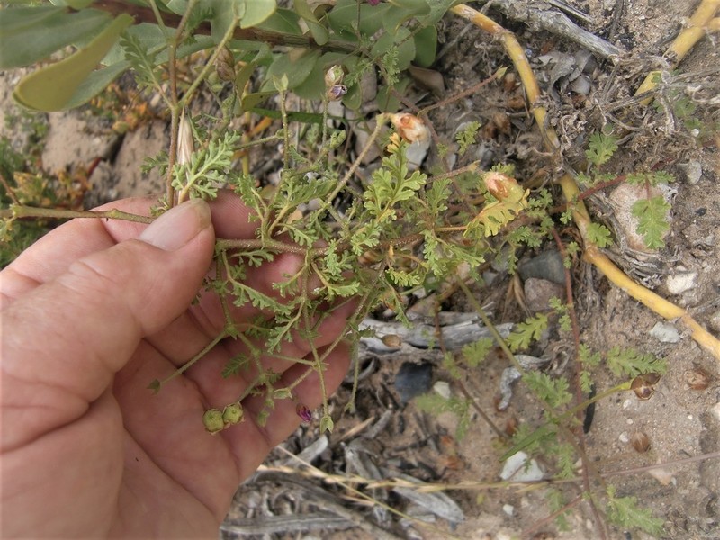 Hermannia lacera photo 3
