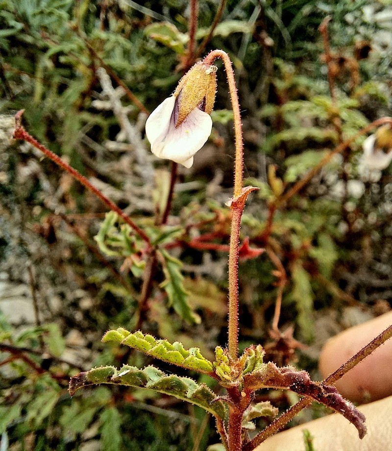 Hermannia lacera photo 4