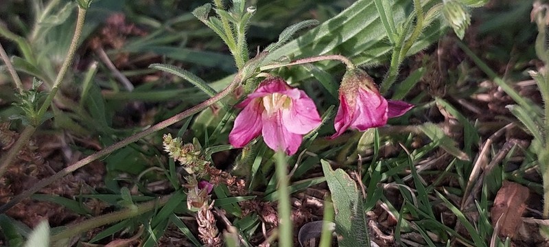 Hermannia lacera photo 5