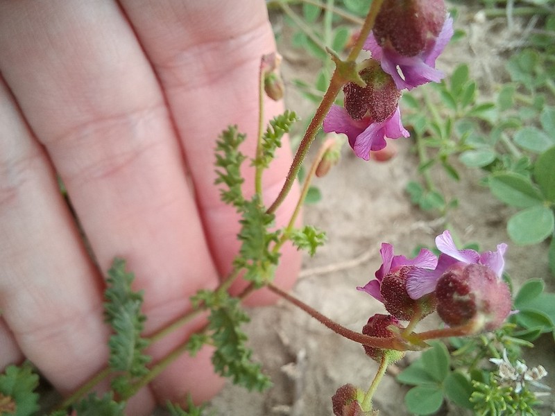Hermannia lacera photo 6