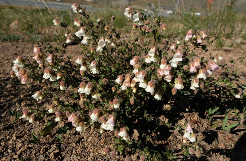 Hermannia lacera photo 7