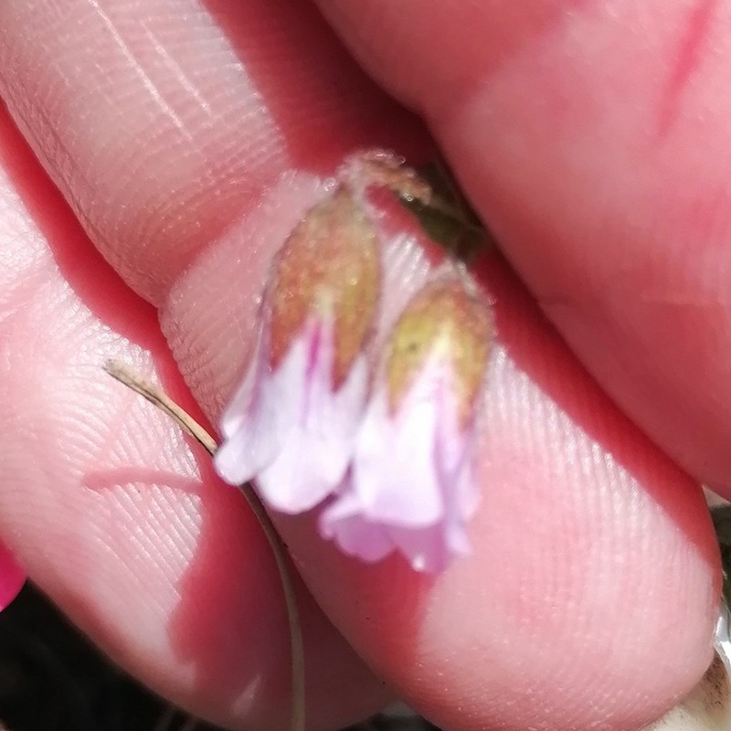 Hermannia lacera photo 8