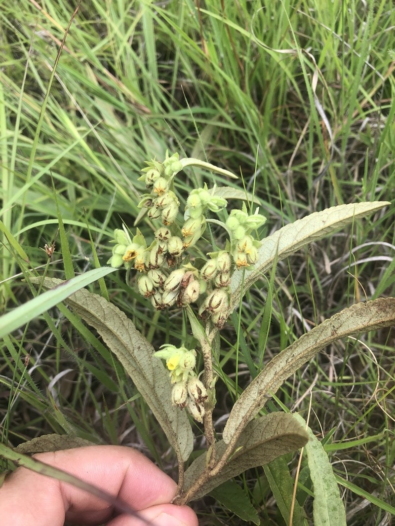 Hermannia lancifolia