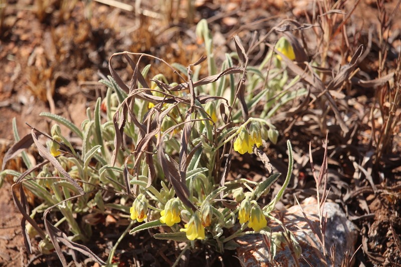 Hermannia lancifolia photo 2