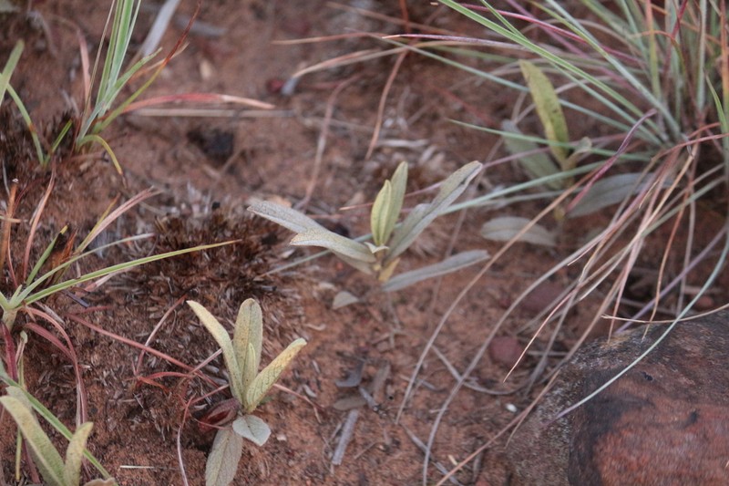 Hermannia lancifolia photo 3