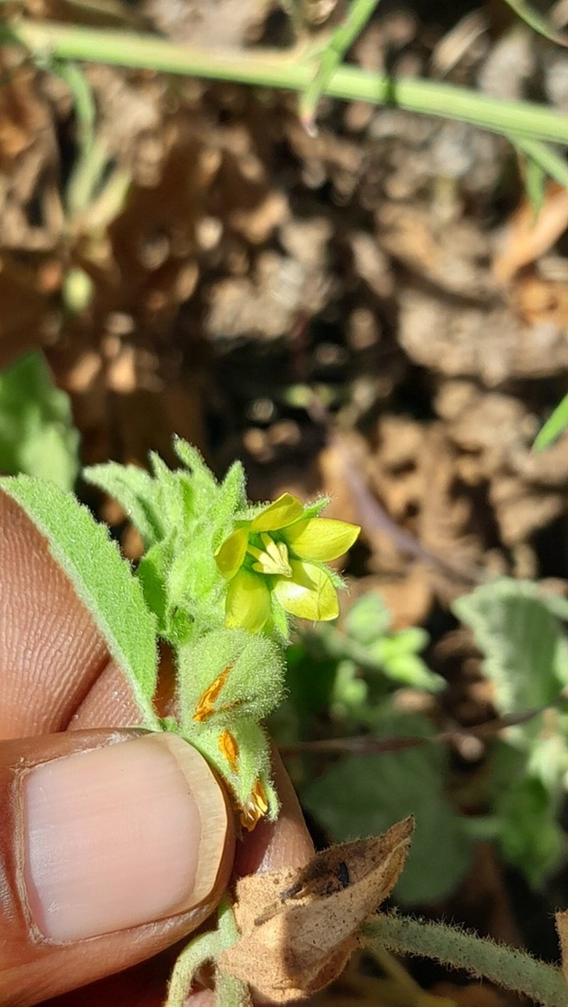 Hermannia lancifolia photo 4