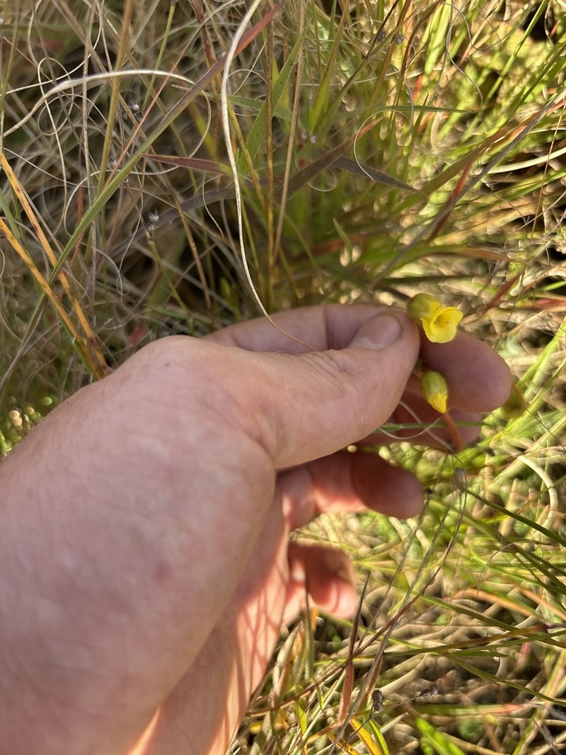 Hermannia lancifolia photo 5