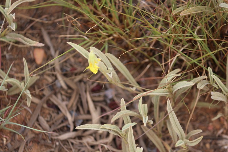 Hermannia lancifolia photo 6