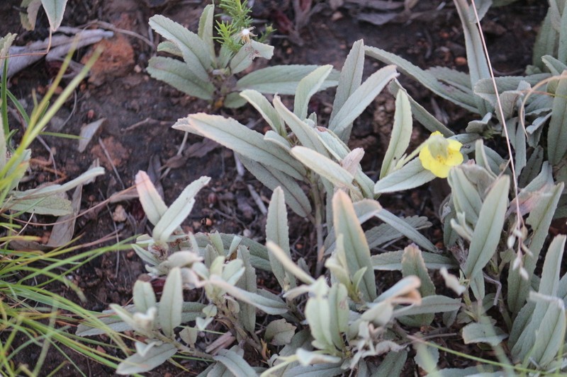 Hermannia lancifolia photo 7