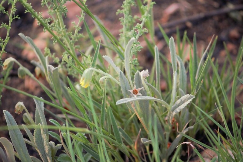 Hermannia lancifolia photo 8