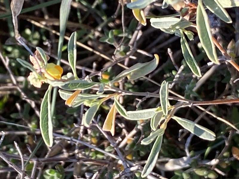 Hermannia lavandulifolia