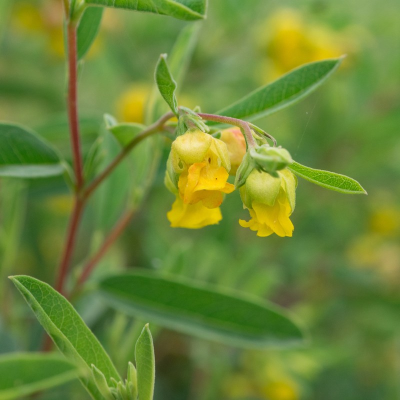 Hermannia lavandulifolia photo 2