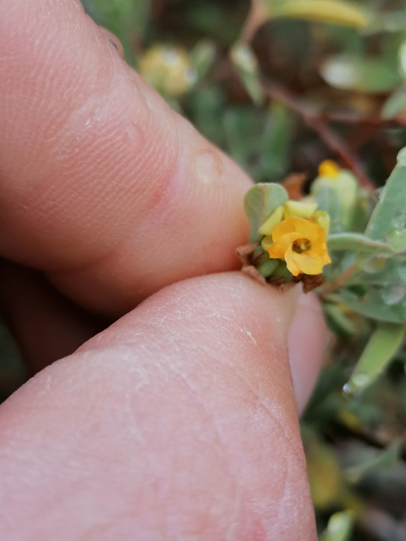 Hermannia lavandulifolia photo 3