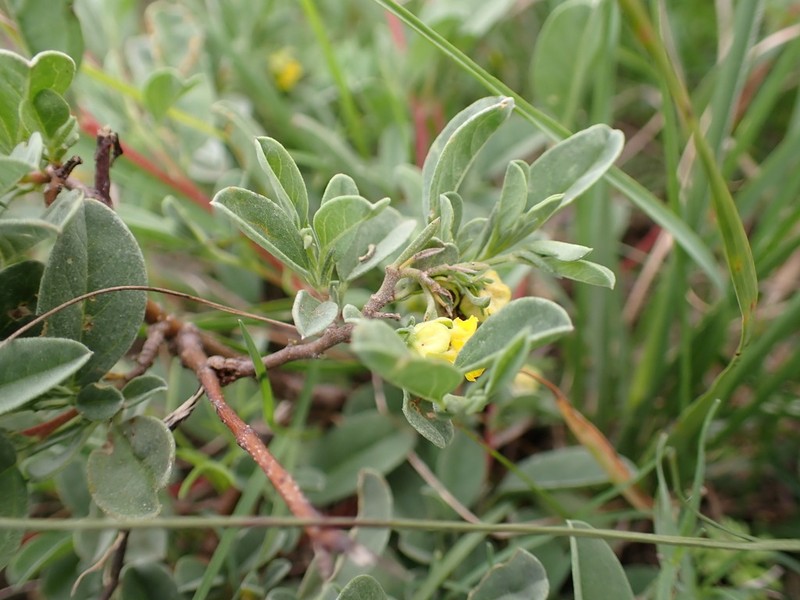 Hermannia lavandulifolia photo 4