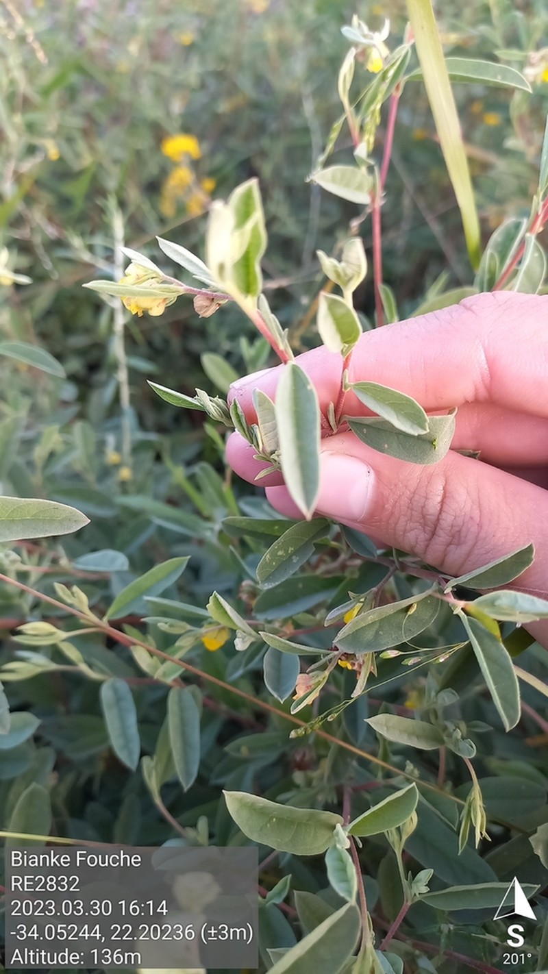 Hermannia lavandulifolia photo 5