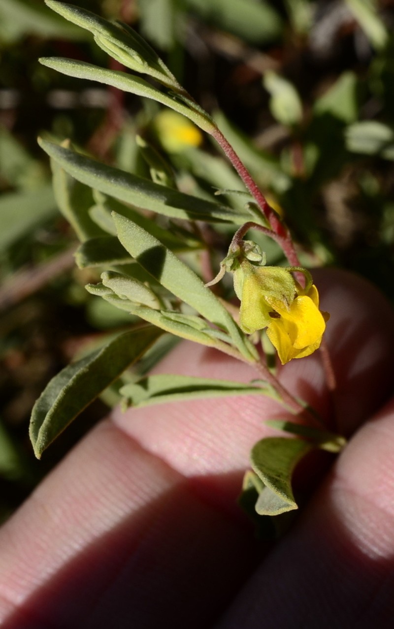 Hermannia lavandulifolia photo 6
