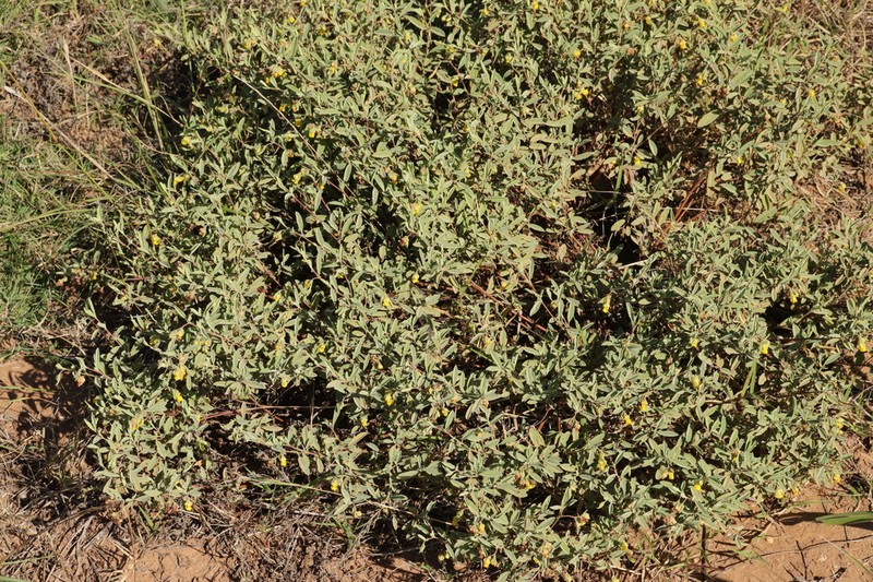 Hermannia lavandulifolia photo 7