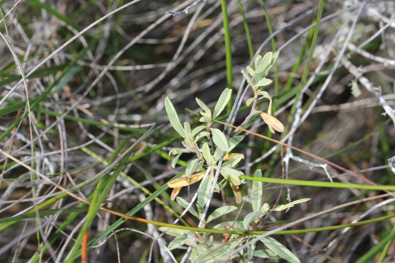 Hermannia lavandulifolia photo 8