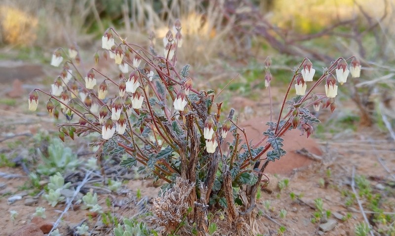 Hermannia leucantha