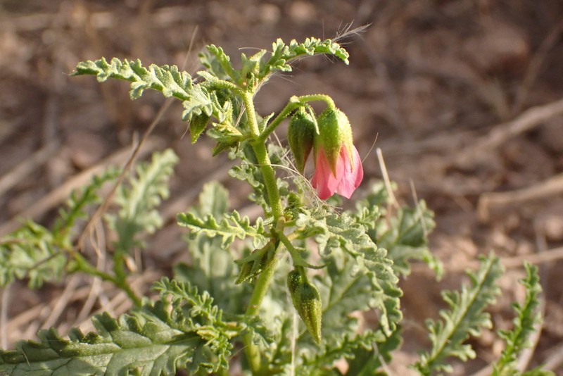 Hermannia leucantha photo 2