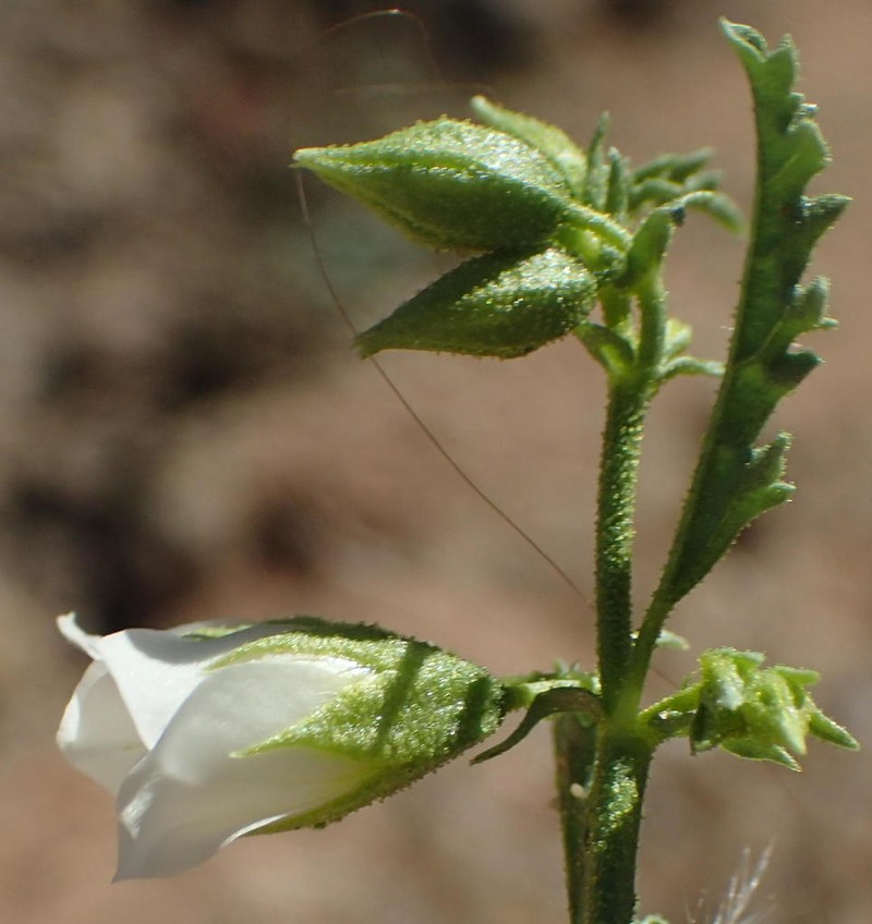 Hermannia leucantha photo 3