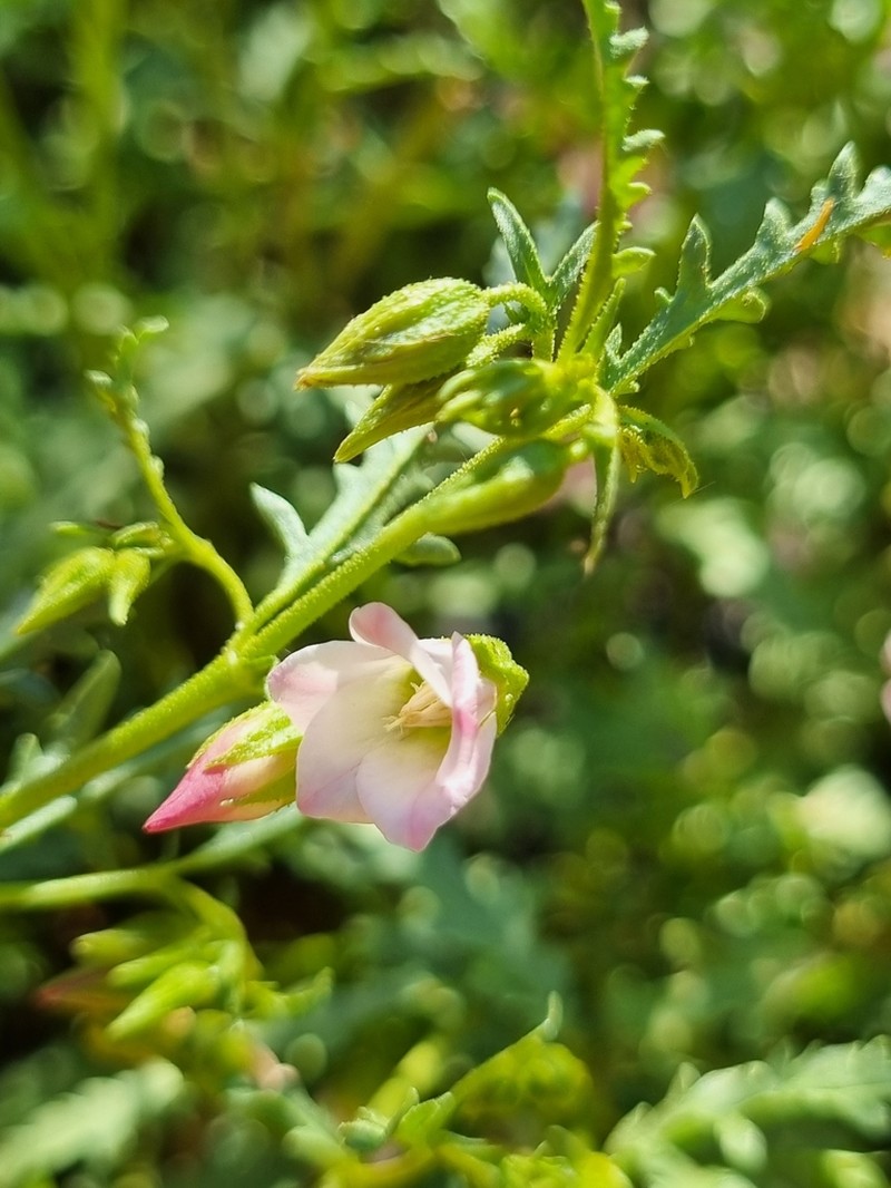 Hermannia leucantha photo 4