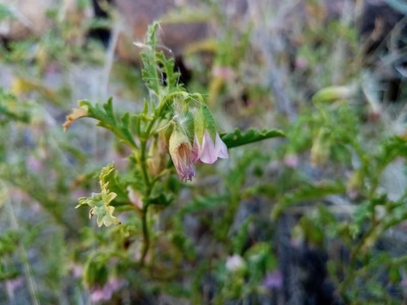 Hermannia leucantha photo 5