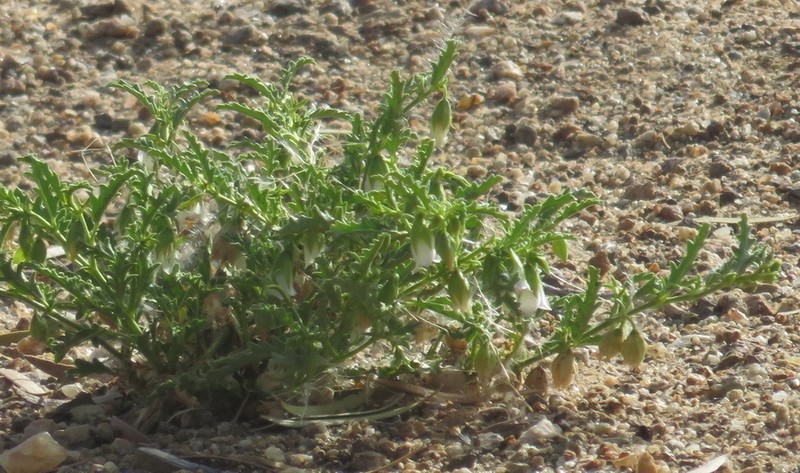 Hermannia leucantha photo 6
