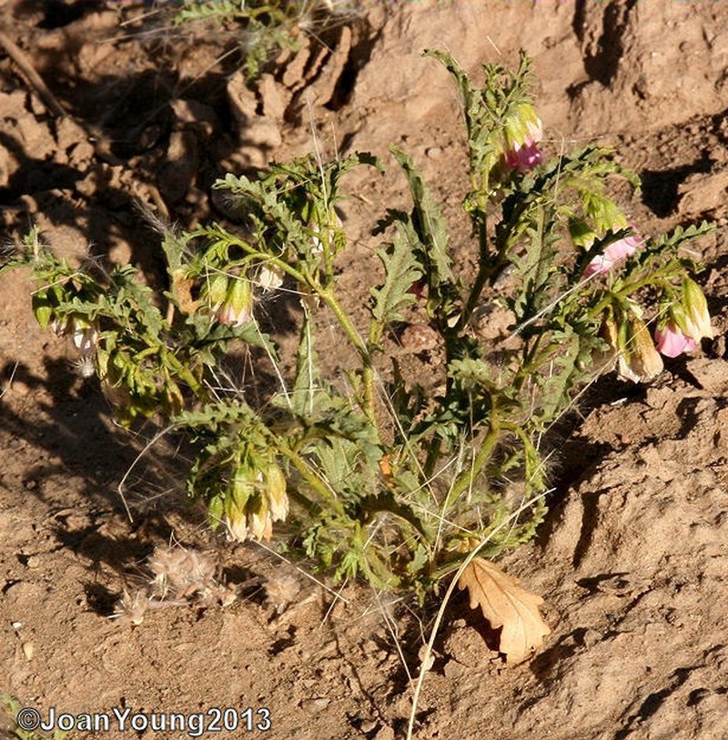 Hermannia leucantha photo 7