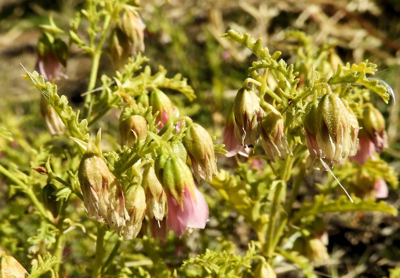 Hermannia leucantha photo 8