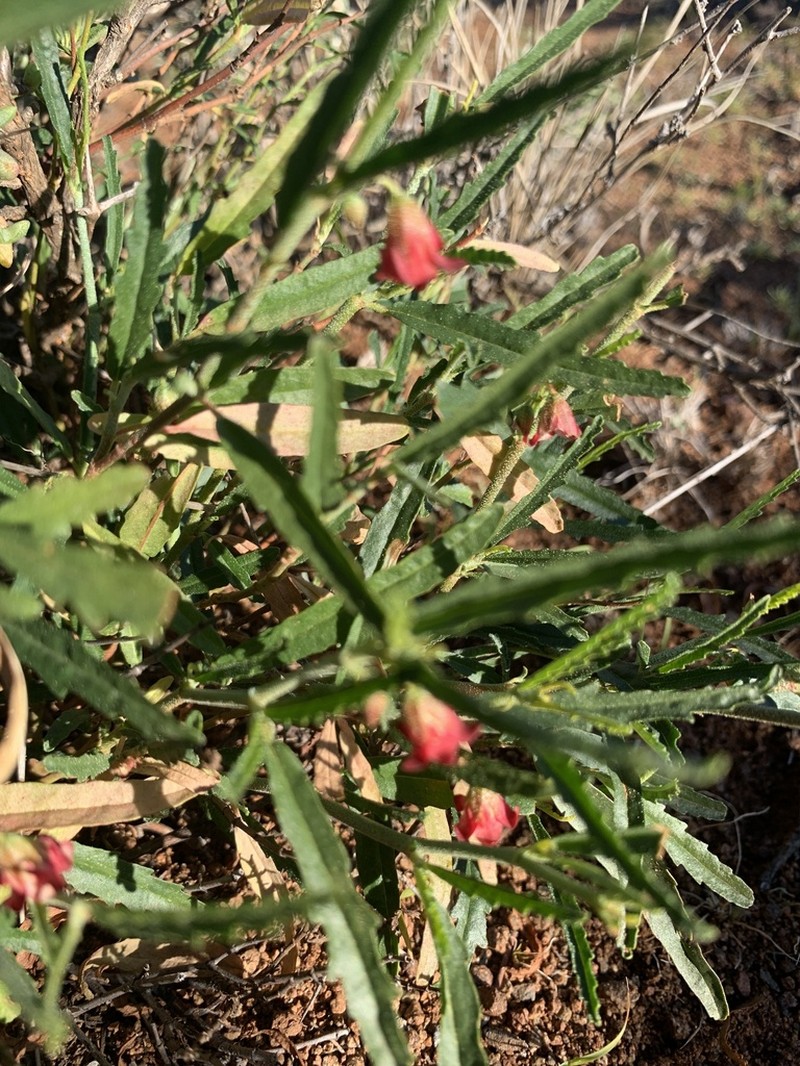 Hermannia linearifolia
