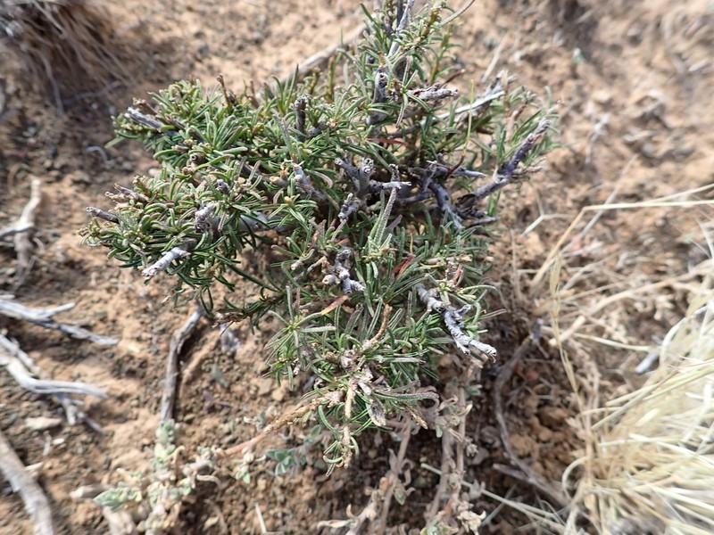 Hermannia linearifolia photo 2