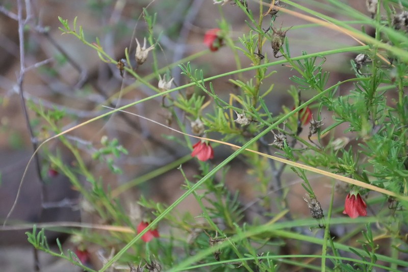 Hermannia linearifolia photo 3