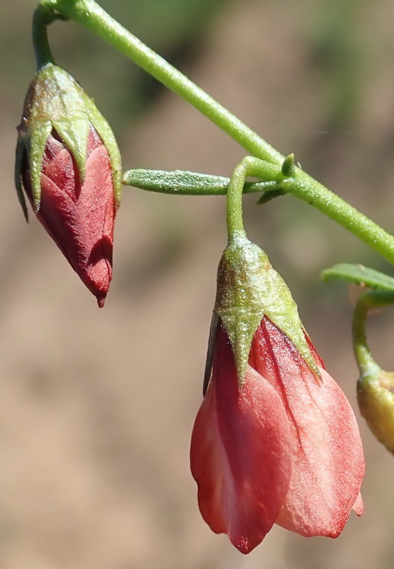 Hermannia linearifolia photo 4