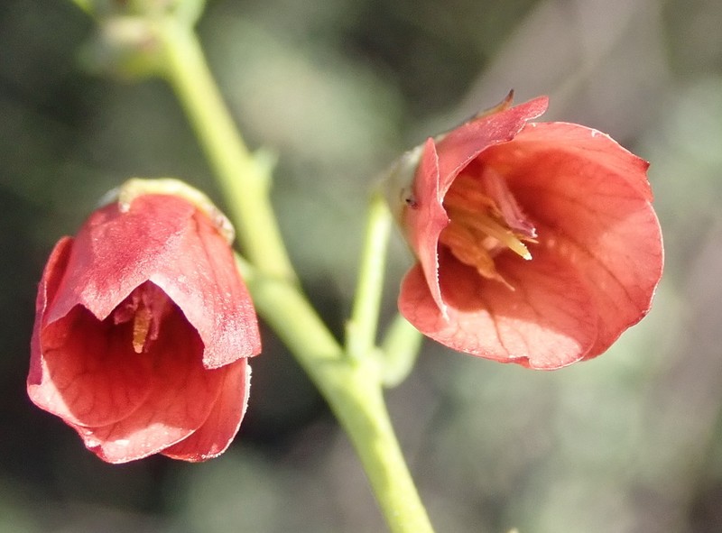 Hermannia linearifolia photo 5