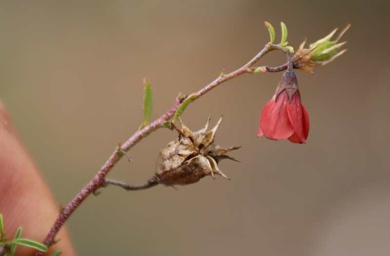 Hermannia linearifolia photo 6