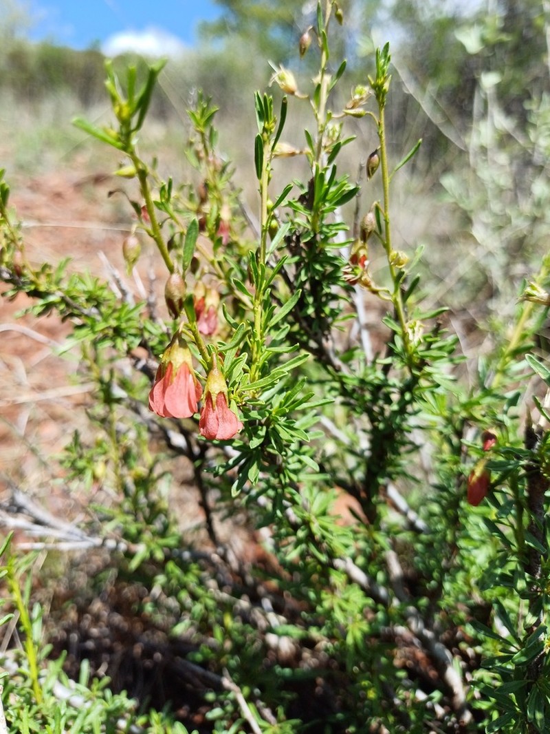 Hermannia linearifolia photo 7