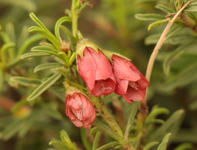 Hermannia linearifolia photo 8