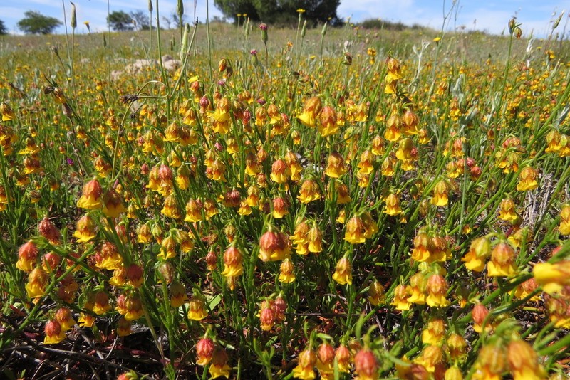 Hermannia linifolia