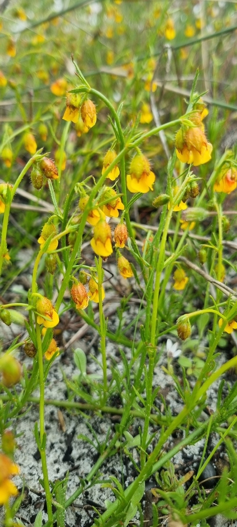 Hermannia linifolia photo 2