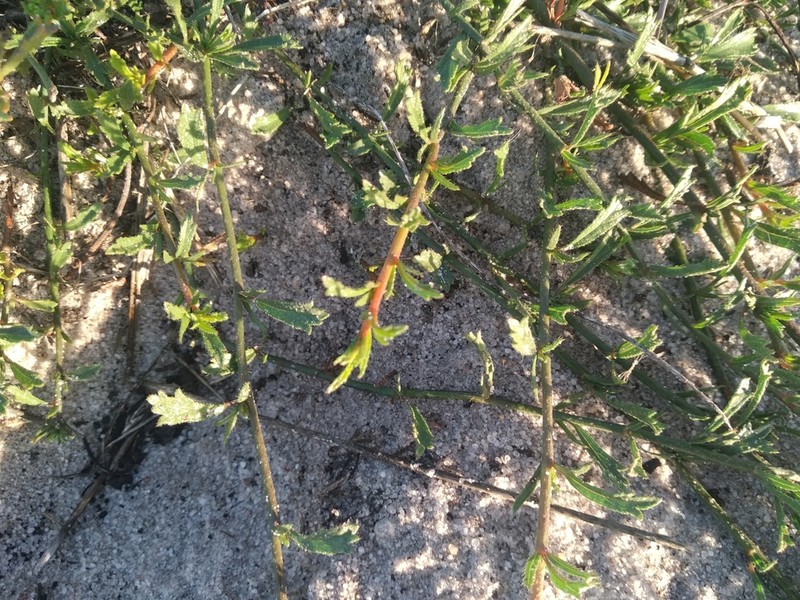 Hermannia linifolia photo 3