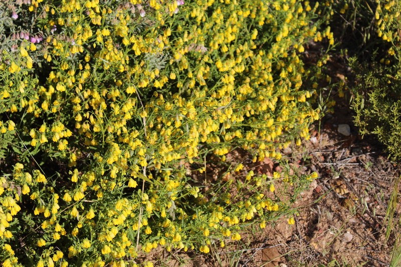 Hermannia linifolia photo 4