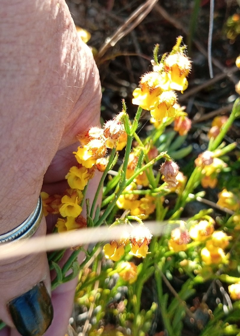 Hermannia linifolia photo 5