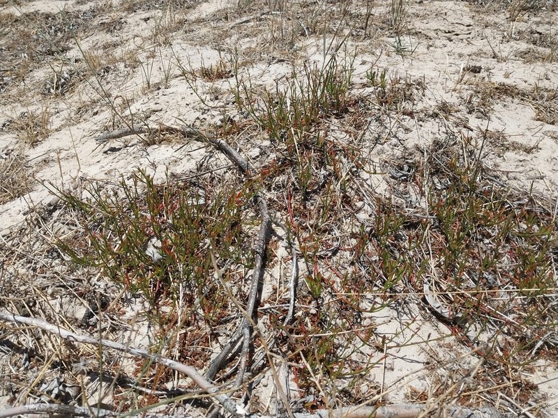 Hermannia linifolia photo 6