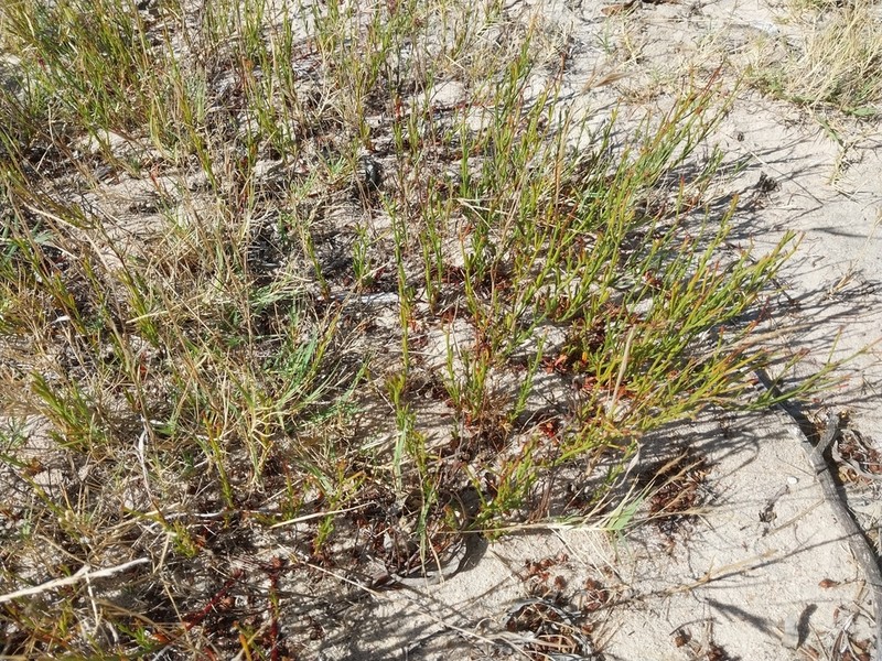 Hermannia linifolia photo 7