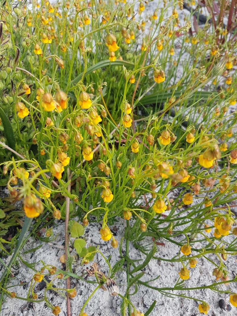 Hermannia linifolia photo 8