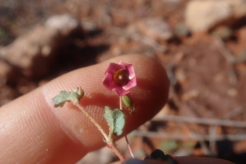 Hermannia linnaeoides