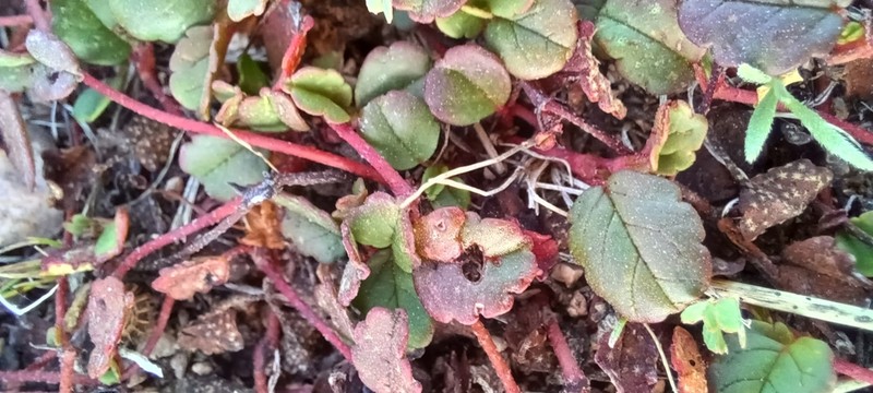 Hermannia linnaeoides photo 2